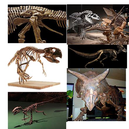 Ornithischia | Wiki | Everipedia