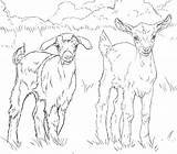 Pygmy Goat Coloring Pages  coloring Art Line sketch template