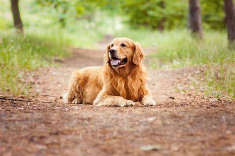 When Do Golden Retriever Dogs Grow Fully