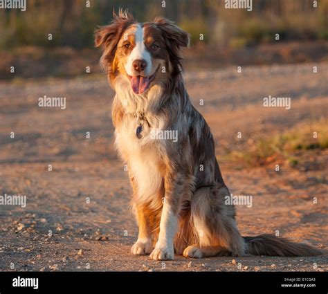 Australian Cattle Dog-Border Collie mix Stock Photo - Alamy