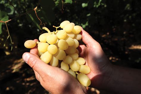 Sunview’s organic grapes show impressive gains | Produce News