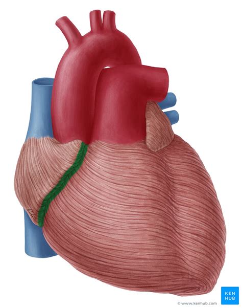 Coronary sulcus: Anatomy, contents and location | Kenhub