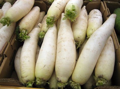 Radish - Facts, Health Benefits, Nutritional Value and Pictures