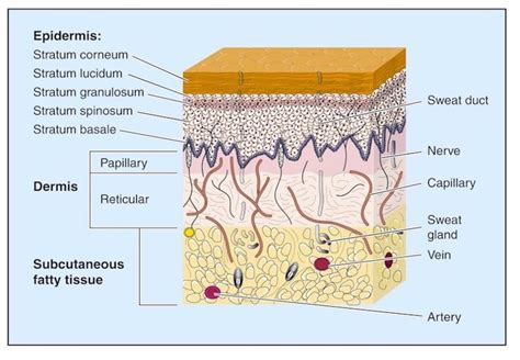 Skin Anatomy 101 | Skin anatomy, Layers of skin, Anatomy