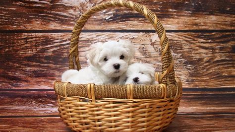 300+ Popular Maltese Dog Names