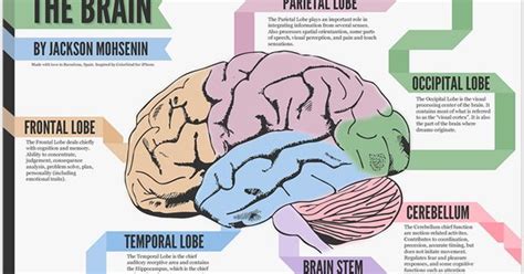 Baby brain development stages. http://www.whattoeatwhenpregnant.us/infant-brain-development.html ...