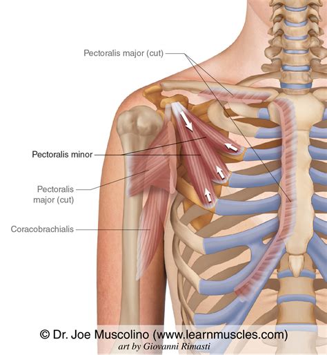 Pectoralis Minor - Learn Muscles