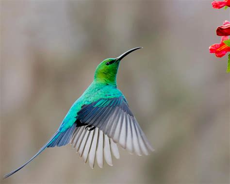 Malachite Sunbird By Louis Groenewald | South african animals, Pretty birds, Nature birds