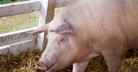 Discover the 10 Largest Pigs in the World - AZ Animals