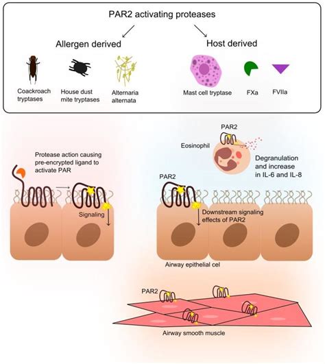 The role of PAR2 in allergic lung inflammation. Different sources of... | Download Scientific ...