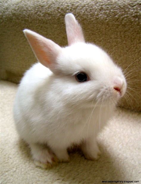 Cute White Baby Bunnies | Wallpapers Gallery