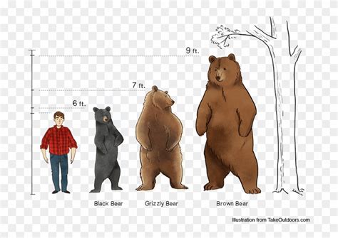 Comparison Of Commonly Found Bears And Their Sizes - Comparison Kodiak Bear Height, HD Png ...