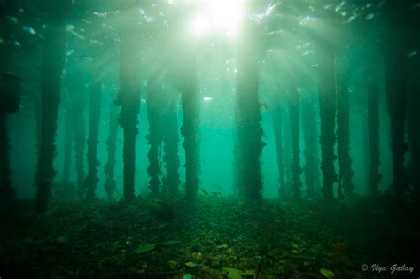 Underwater Forest by Ilya Gabay - Photo 5911969 / 500px