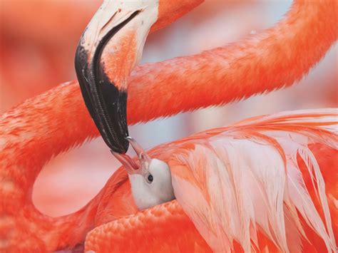 Mesmerizing photos show the secret lives of flamingos | CNN