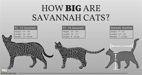 How Big are Savannah #cats? F1, F2, F3...F6 is a biogenetic term for Filial generations: how ...