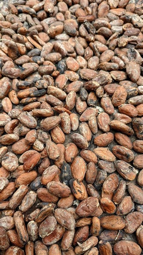 Cocoa Beans that are Being Dried in the Sun for Harvesting Stock Image ...