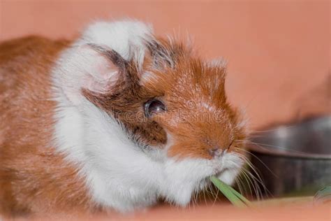 A Small Young Peruvian Breed of Guinea Pig Eats a Blade of Grass. Stock Photo - Image of ...