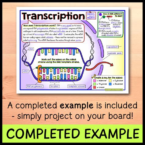 Protein Synthesis Doodle Notes - Emmatheteachie