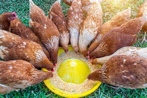What Do Chickens Eat? A Complete Guide To Feeding Poultry » Heritage ...