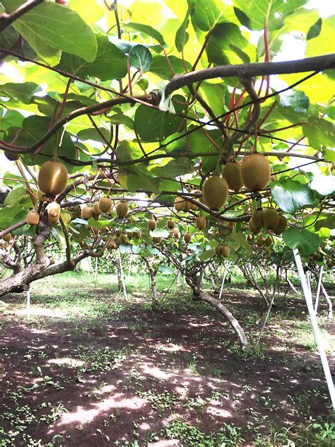 Kiwi Harvesting | Visit Shirakami Tread new ground – Shirakami Sanchi