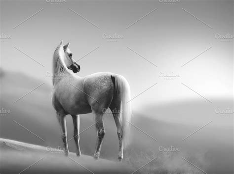 Arabian horse in desert ~ Animal Photos ~ Creative Market