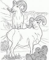 Desert Coloring Pages  Best Coloring For Kids sketch template