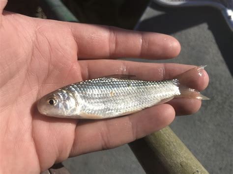 River Carpsucker from Colorado River, Columbus, TX, US on December 03 ...