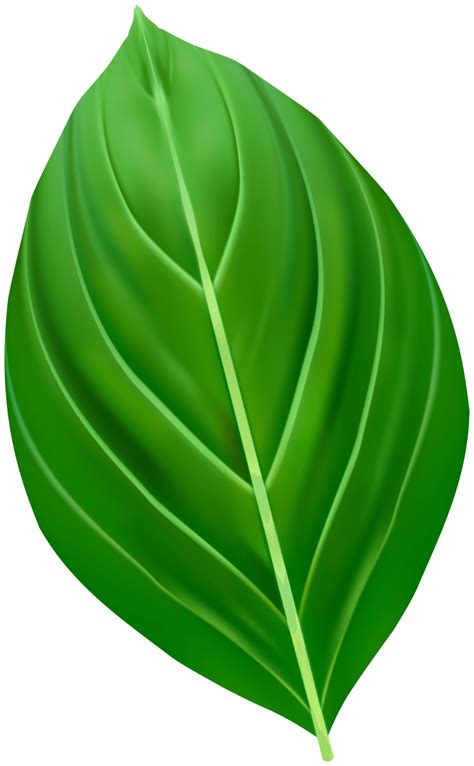 Leaf Png Alpha Channel