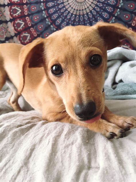 Chiweenie (dachshund chihuahua mix)