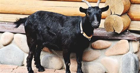 Black Bengal Goat: Breed Info, Characteristics, Breeding, and Care