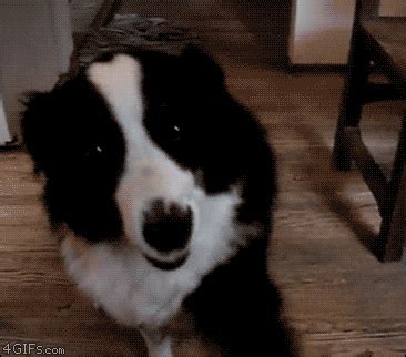 Cute GIF - Find & Share on GIPHY