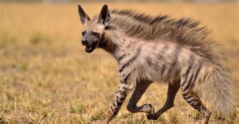 Are Hyenas Like Cats Or Dogs