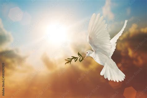 White Dove carrying olive leaf branch on Beautiful light and lens flare ...