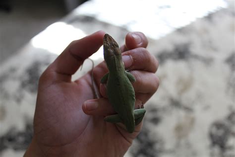 Green Anole or Carolina Anole- green lizards in the Dactyloidae family ...