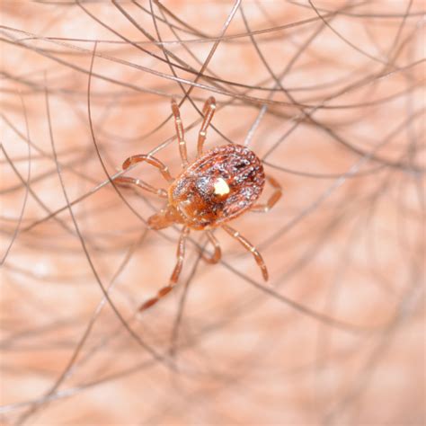 Seed Ticks: What they are and how to remove them | Blades of Green Lawn Care