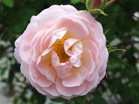 The Rose Riot is on its Way – Anne Belovich's Roses of Yesteryear