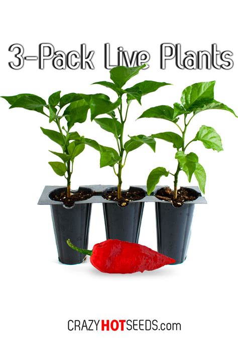 LIVE Ghost Pepper Plants (3-Pack) - PepperHead