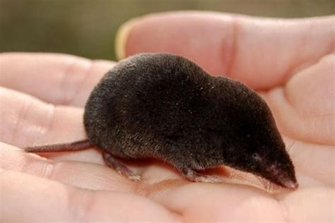 The World's 6 Smallest Mammals | Live Science