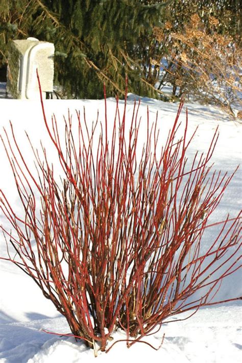 20 RED TWIG DOGWOOD American Red Osier Shrub White Flower Cornus ...