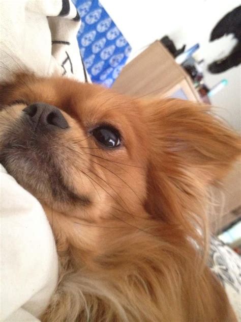 Beau my Chilier: Cavalier King Charles Spaniel/ Chihuahua Hybrid Mix ...