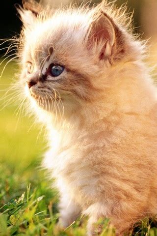 White Persian Kitten Wallpaper - Download to your mobile from PHONEKY