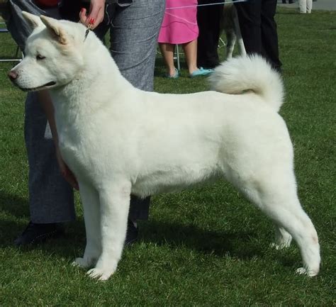 15 Very Beautiful White Akita Dog Pictures And Photos | Akita dog, Dog ...