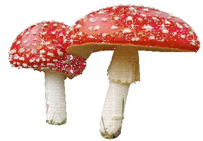 mushrooms, mushroom , mushrooms , glitter , weirdcore , dreamcore , goblincore , webcore - Free ...