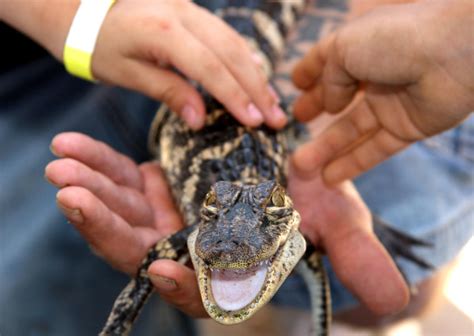 Gator Country Adventure Park | Tours, Wildlife & Activities