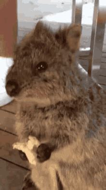 Tribe Quokka Quokka GIF – Tribe Quokka Quokka Mayc – discover and share ...