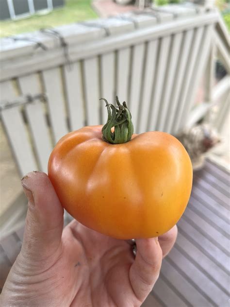 Tomato - Big Rainbow - Local Seeds