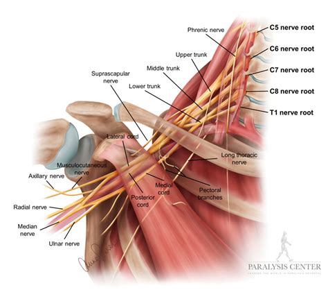 Histérico Monica vagón brachial plexus anatomy Temeridad Llevar experiencia