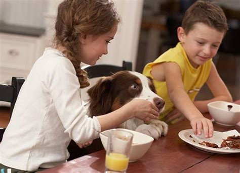 Is People Food Bad for Dogs? This Writer Says Yes | PetMD