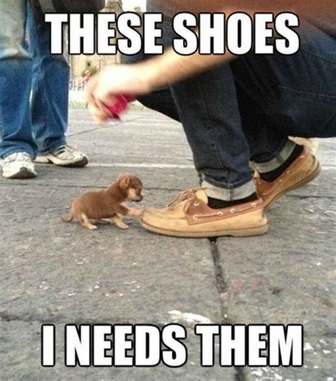 These shoes I need them | Funny dog fails, Funny cats and dogs, Funny animals