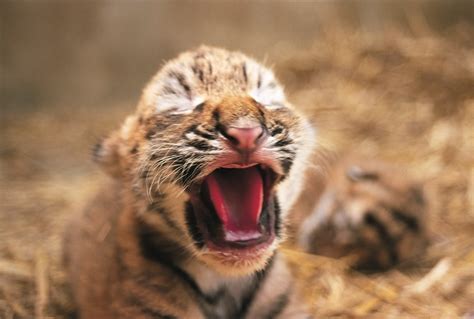 Tiger Cub - Tigers Photo (1598851) - Fanpop